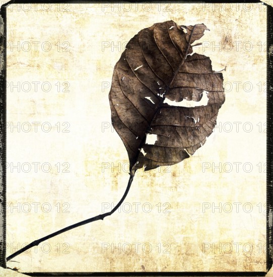 A dry leaf rests against a textured background, showcasing intricate details of its surface and