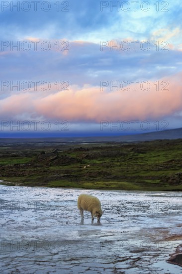 Free-range sheep on sinter terrace, evening sky, Hveravellir geothermal area, Icelandic highlands,