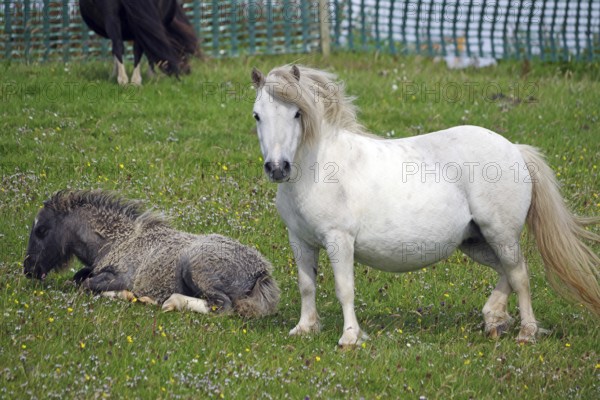 A standing white pony and a lying pony on a green pasture, Shetland pony, Shetland Islands,
