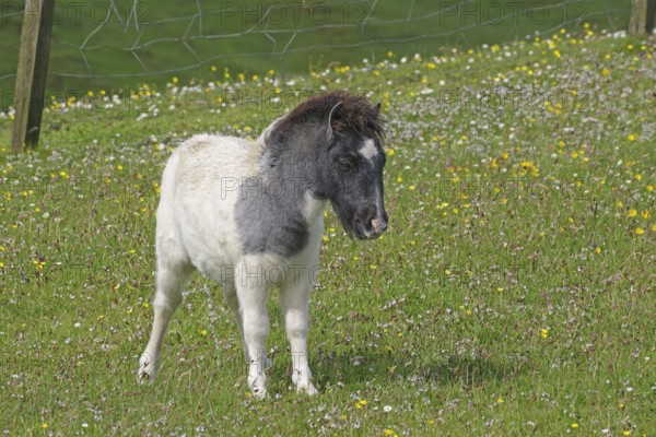 A white pony with a black head stands on a flowering meadow, Shetland pony, Shetland Islands,