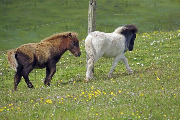 Two ponies running on a green meadow with flowers and a fence, Shetland pony, Shetland Islands,