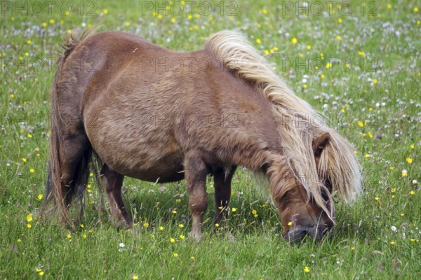 A brown pony grazing on a green meadow full of flowers illuminated by the sunlight, Shetland pony,