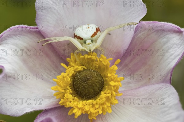 A Goldenrod crab spider (Misumena vatia) sitting on a pink flower with a yellow centre in focus,