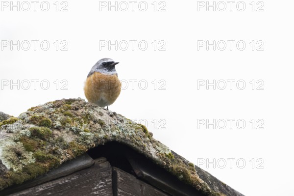 A redstart (Phoenicurus phoenicurus) sits on a moss-covered roof. Clear, minimalist depiction of