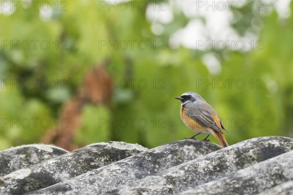 A common redstart (Phoenicurus phoenicurus) on a lichen-covered roof against a blurred green