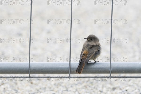 A redstart (Phoenicurus ochruros), young bird, sitting on a metal pole, surrounded by neutral