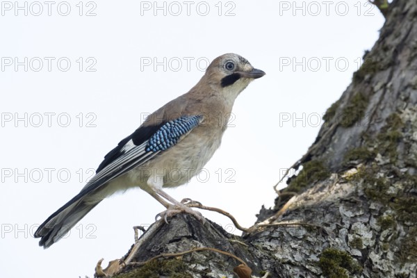 A jay (Garrulus glandarius) stands on a tree trunk, its blue wings unfurling against a clear