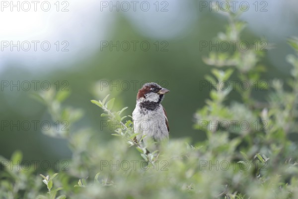 House sparrow (Passer domesticus), male, hedge, close-up, North Rhine-Westphalia, Germany, A single