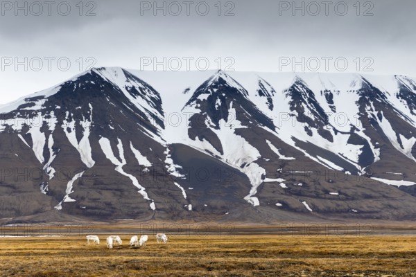 Group of Svalbard Rhen (Rangifer tarandus platyrhynchus) grazing off Snow Mountain, Mammals