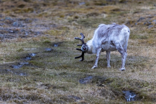 Svalbard roe deer (Rangifer tarandus platyrhynchus) scraping its antlers, Mammals (Mammalia),