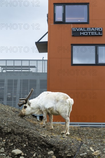 Svalbard skate (Rangifer tarandus platyrhynchus) off Svalbard Hotel, Mammals (Mammalia),