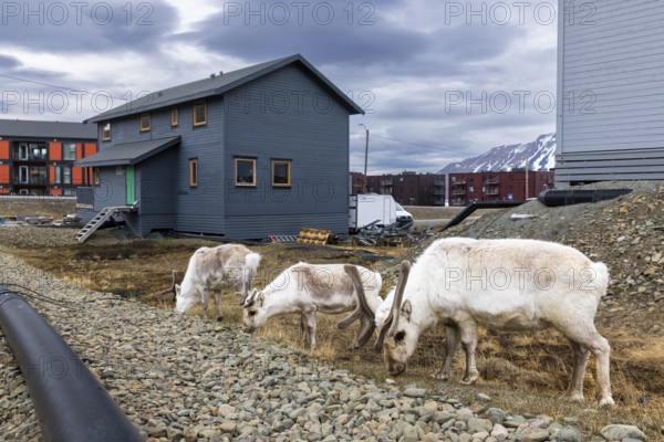 Svalbard skink (Rangifer tarandus platyrhynchus) between houses, Mammals (Mammalia), Longyearbyen,