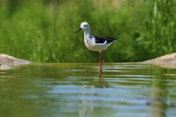 A black and white bird stands in the water, surrounded by green nature, Black Black-winged Stilt