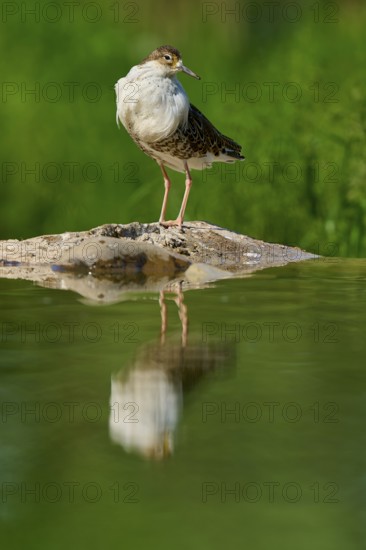 A standing bird on a rock in the water, with a natural green background and its reflection in the