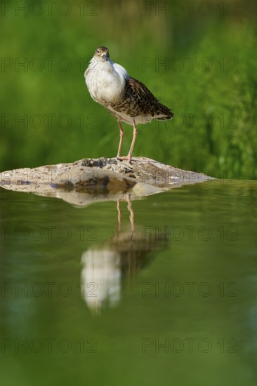 A bird stands on a rock in the water, surrounded by a green background, with a clear reflection on