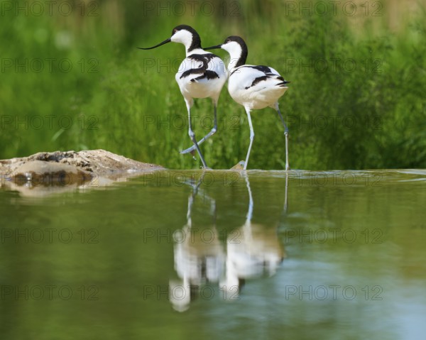Two avocets next to each other at the water, with reflection in the water and green background,