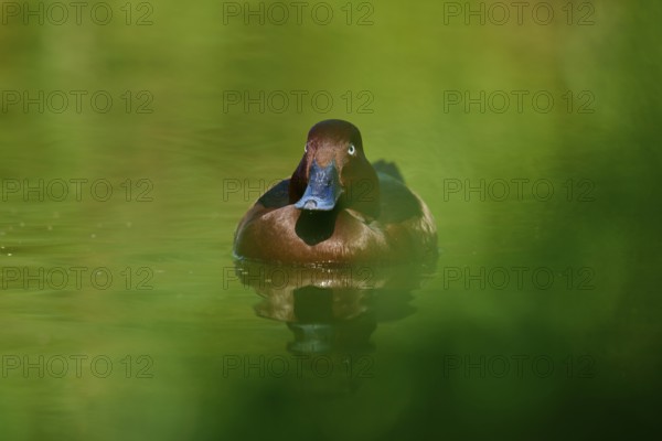 Brown duck swimming on green water surrounded by natural foliage, Ferruginous duck (Aythya nyroca),
