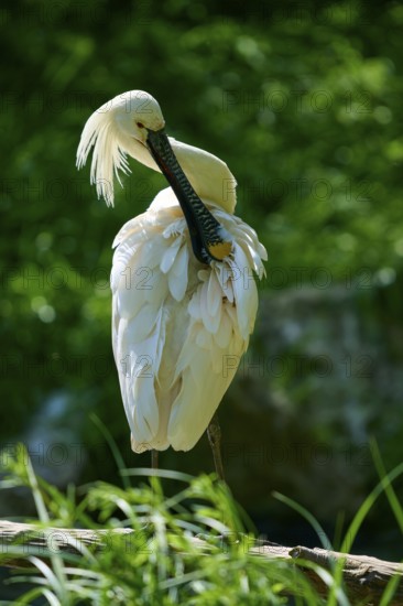 White spoonbill cleaning its plumage in a natural environment, European spoonbill (Platalea