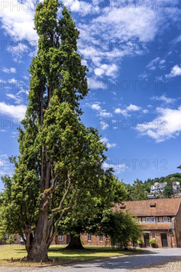 Pyramid oak, 18th century natural monument on Barbararossa Square in the castle, Büdingen, Hesse,