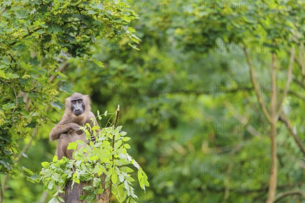A female Drill (Mandrillus leucophaeus) sits high up in a tree, eating leaves. A green forest can