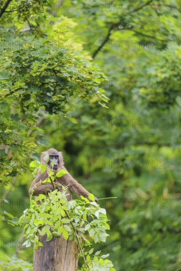 A female Drill (Mandrillus leucophaeus) sits high up in a tree, eating leaves. A green forest can