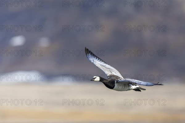 White-fronted Goose (Branta leucopsis), Geese (Anseriformes), in flight, Aventdalen, Longyearbyen,