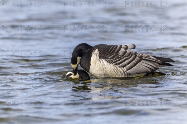 White-fronted Goose (Branta leucopsis), Geese (Anseriformes), Mating in the water, Aventdalen,