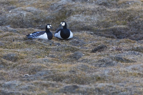 White-fronted goose (Branta leucopsis), pair lying on the ground, Aventdalen, Longyearbyen,