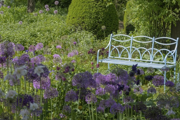 Allium blossom in the district educational garden, Burgsteinfurt, Münsterland, North