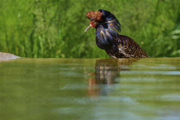Bird at the water with erect plumage in the background, ruff (Calidris pugnax), male, spring,