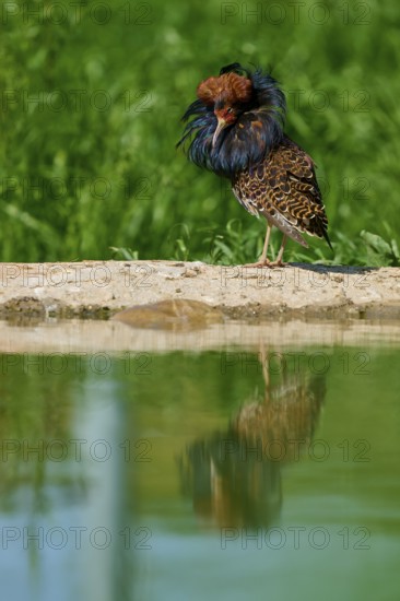 A bird with colourful plumage and ruff stands at the water's edge, its reflection visible in the