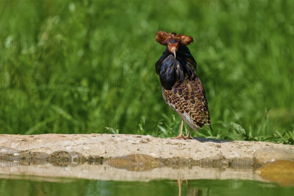 A striking bird with splendid plumage looks directly into the camera, surrounded by greenery, ruff
