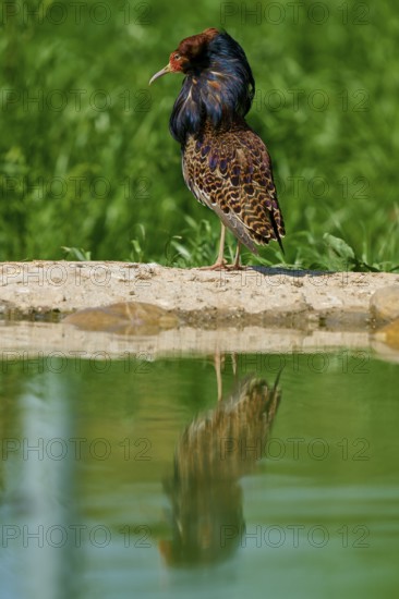A magnificent bird with colourful plumage and ruff, showing its colourful splendour against a green