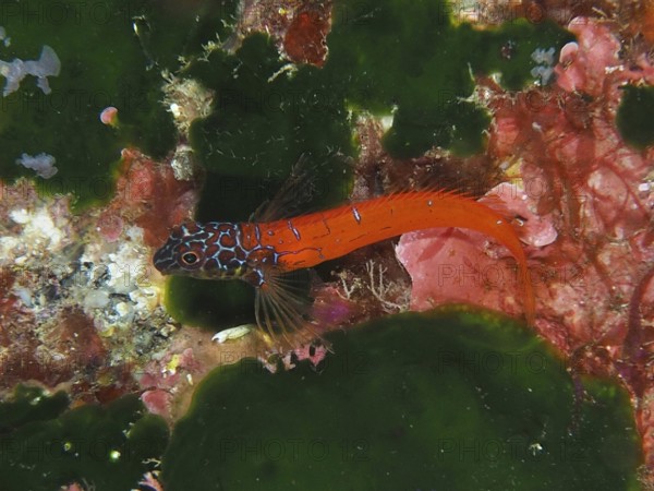 A colourful fish with red and blue patterns, Red-black triplefin (Tripterygion melanurus), blenny,