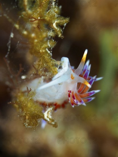 A small nudibranch with pointed, colourful appendages, migratory thread snail (Cratena peregrina),