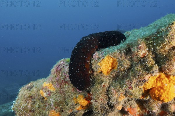 A dark sea cucumber, white-tipped sea cucumber (Holothuria polii), on a colourful underwater reef