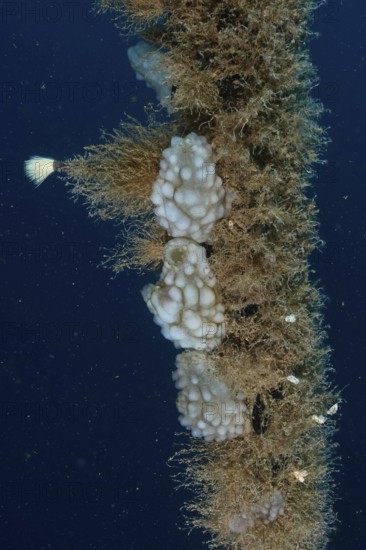 Several sponge-like sea creatures, white sea squirts (Phallusia mammillata) clinging to a rope in