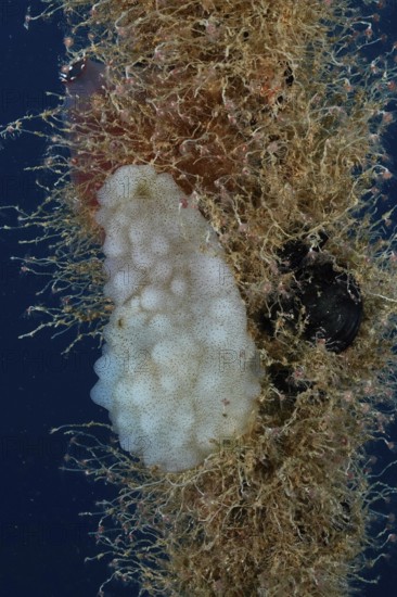 A sponge-like sea creature, white sea squirt (Phallusia mammillata), growing on a rope in the