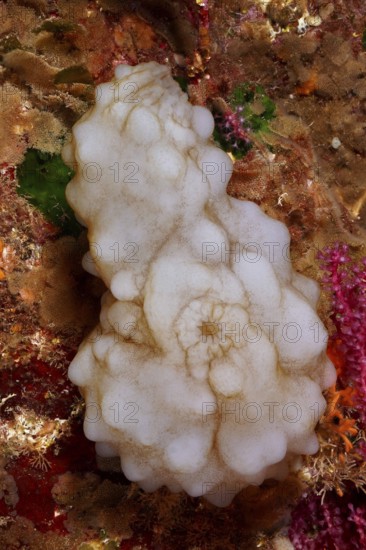 White sea squirt (Phallusia mammillata) in an underwater world in the Mediterranean Sea near