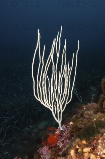 A white gorgonian (Eunicella singularis) rises on the dark seabed in the Mediterranean Sea near