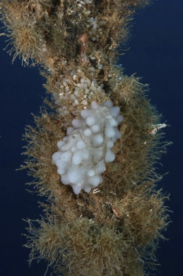 A sponge-like creature, white sea squirt (Phallusia mammillata), on a shipwreck in the