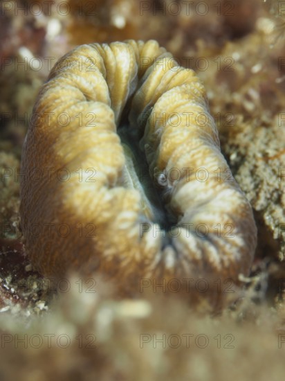 A large yellow warty coral (Balanophyllia europaea) with a distinctive wrinkled texture on the