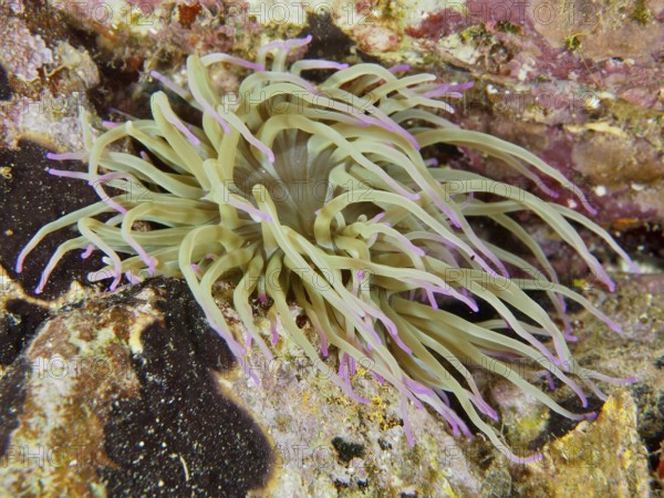 Beige-coloured sea anemone with pink tips, wax rose (Anemonia sulcata), on a rocky reef in the