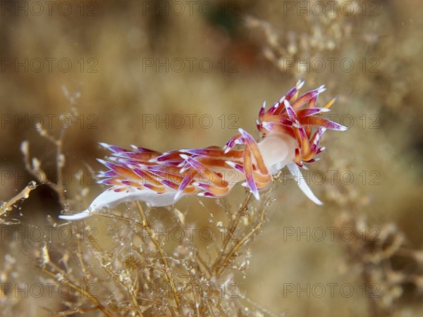 A bright purple-orange nudibranch, migratory thread snail (Cratena peregrina), moving through algae