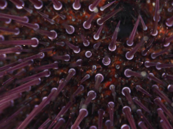 Close-up of a Sphaerechinus granularis (Sphaerechinus granularis) with numerous spines in the