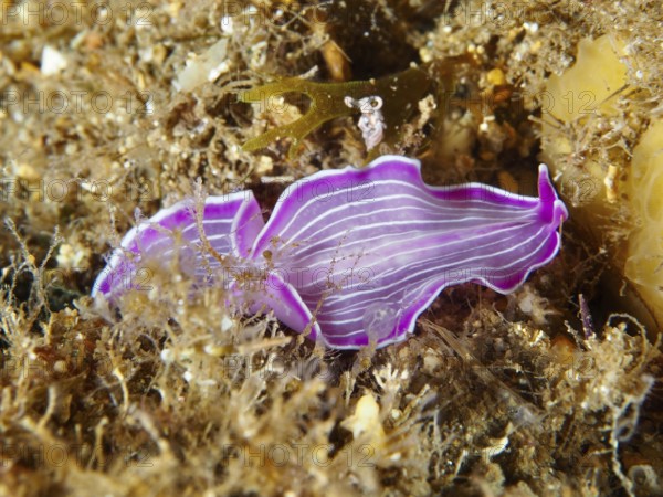 Purple striped marine flatworm, variable flatworm (Prostheceraeus giesbrechtii), on the seabed