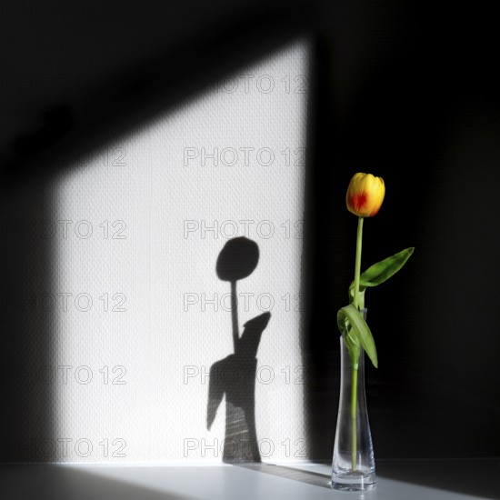 Light and shadow with a tulip, Unterallgäu, Bavaria