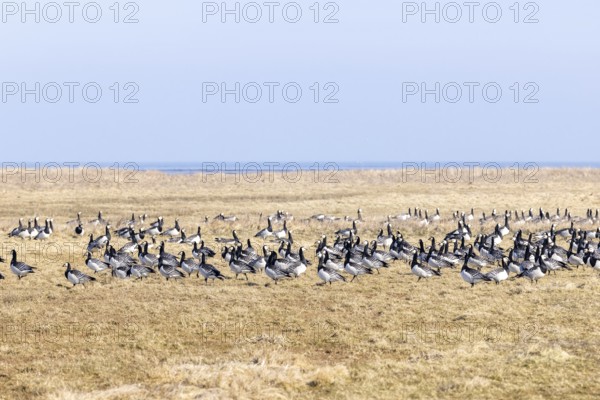 Geese gather by the sea, North Sea, Keitum, Sylt, Schleswig-Holstein