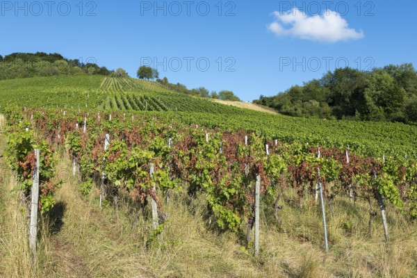 Lush green vines on a sunny slope with a clear blue sky and few clouds, infested with diseases,