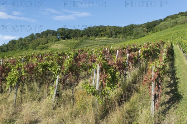 A disease-infested vineyard stretches over hills with a blue sky in the background, near Korb near